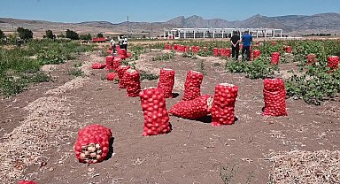 Yozgat’ta soğan patates tarlada ücretsiz dağıtılmaya başlandı
