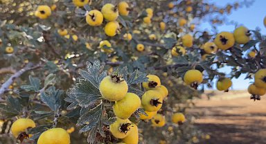 Alıç toplanmaya başlandı...Prof. Dr. Hamdi Temel: 