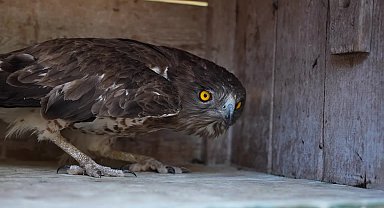 Antalya Büyükşehir Belediyesi Doğal Yaşam Parkı’nın tedavi edilen Yılan Kartalı doğaya geri döndü