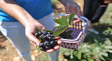 Antalya Büyükşehir Belediyesi’nin hibeleri üreticinin yüzünü güldürdü