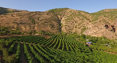 Arapgir’in meşhur Köhne üzümünde büyük kayıp… Üzüm az, fiyat yüksek: Esnaf 15-20 güne ürünün biteceğini söylüyor