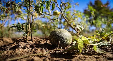 Ataşehir Belediyesi’nin Kent Bostanları için başvurular başlıyor