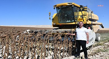 Beylikova Belediyesi, ayçiçeği hasadına başladı