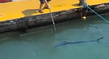 Bodrum'da nesli tükenme tehlikesi altında olan Yelken Balığını vuran balıkçıya para cezası uygulandı