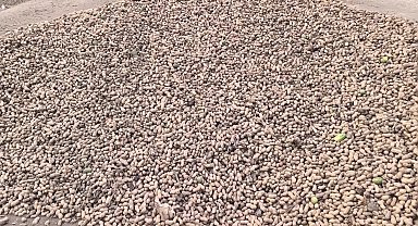 CHP'li Asu Kaya: Çiftçi sahipsiz ve ortada 