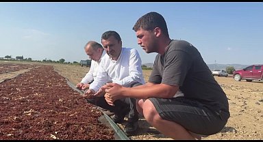CHP'li Başevirgen Manisa’da üzüm üreticilerinin sorunlarını dinledi: 