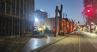 Dolmabahçe ve Çırağan'da tarihi çınarlara hastalık budaması 