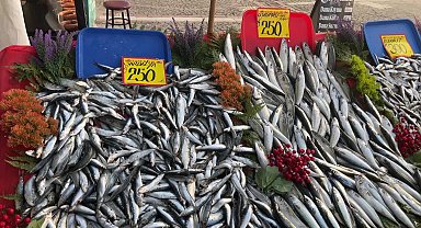 Edirne’de uskumru kilogramı 250 liraya düştü