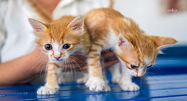 Kuşadası Belediyesi’nden sokak kedileri için ikinci kısırlaştırma merkezi