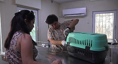 Kuşadası Belediyesi'ne bağlı veterinerler, yaralı bulunan gelinciğe ilk müdahaleyi yaptı