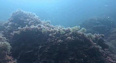 Marmara Denizi’nde müsilaj 3 ayda yeniden ortaya çıktı: Prof. Dr. Sarı: 