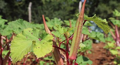 Muğla Büyükşehir Belediyesi, 2026 tohum dağıtımı hazırlıklarına başladı