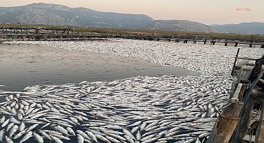 Muğla Dalyan'da balık üretim merkezinde oksijen yetersizliği nedeniyle tonlarca balık telef oldu