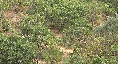 Nazillili incir üreticileri isyan etti: 