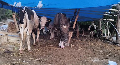 Osmaniye'de üç gün hastalığından inek ölümleri...Besici Döndü Tüysüz: 