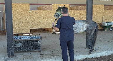 Pako’da bakılan binek hayvanlar sahiplendiriliyor