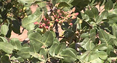 Şanlıurfa'da fıstık rekoltesi düştü, üreticiler destek bekliyor