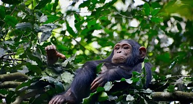 Şempanzeler günde ortalama 14 gram alkol tüketiyor