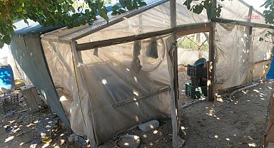 Sinop Boyabat’ta kümese saldıran hayvanlar 300 tavuğu telef etti