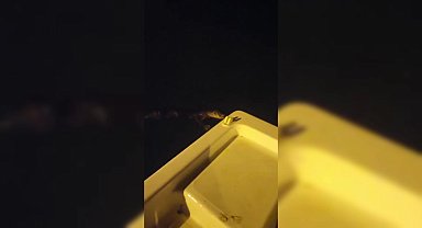 Sinop'ta balıkçılar, nesli tükenmekte olan su samuruna balık ikram etti