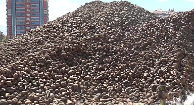 Türkşeker Malatya Fabrikası’nda pancar alım kampanyası devam ediyor