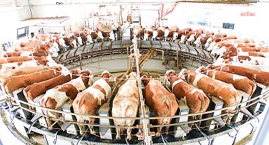 Ulusal Süt Konseyi'nden çiğ inek sütü referans fiyatına 1 Ekim'den itibaren 1 lira 25 kuruş zam