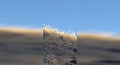 Van'da nesli tehlike altındaki vaşak kameralara yansıdı