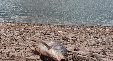 Yozgat'ta baraj ve göletlerde su seviyesi düştü, toplu balık ölümleri arttı