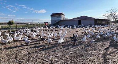 Yozgat'ta kaz yetiştiricileri destek bekliyor: 