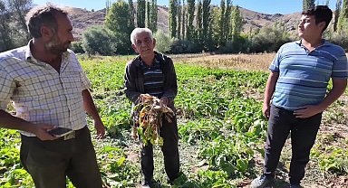 Yozgat’ta pancar hasadı buruk başladı