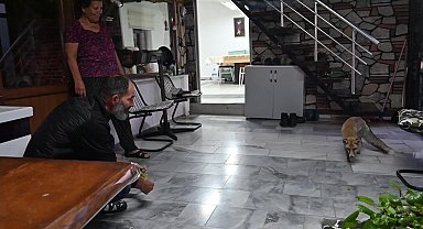 Yozgatlı aile ile besledikleri tilkinin dostluğu iki yıldır devam ediyor
