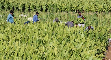 Adıyaman'da tütün krizi! 18 bin aile mağdur