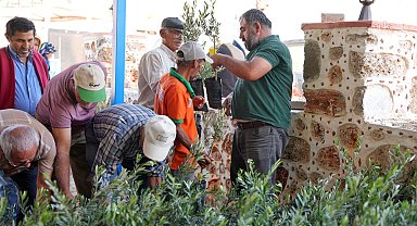 Alanya'da yangından zarar gören vatandaşlara yönelik zeytin fidanı dağıtımı başladı