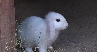 Antalya Büyükşehir Belediyesi Doğal Yaşam Parkı’nda 4 Ekim kutlaması