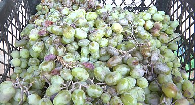 Antalya Büyükşehir Belediyesi’nden üreticilere ekipman desteği