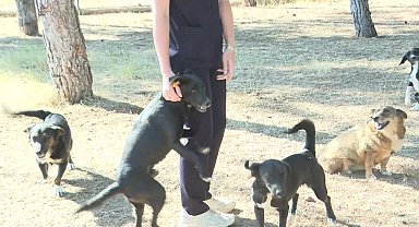 Antalya Büyükşehir Belediyesi, patili dostları sahipsiz bırakmıyor