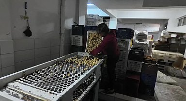 Aydın’da incir işçileri de işletmecileri de koşullardan memnun değil