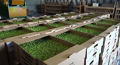 Balıkesir Büyükşehir Belediyesi'nden kadın çiftçilere marul fidesi ve sıvı gübre desteği 