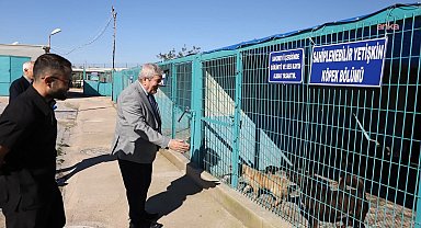 Bandırma’da sokak hayvanları için barınak çalışmaları sürüyor