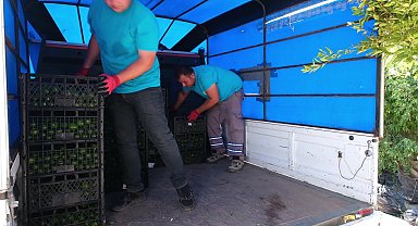 Bodrum Belediyesi, üreticiden Yeşil Bodrum Mandalini alımlarını sürdürüyor 