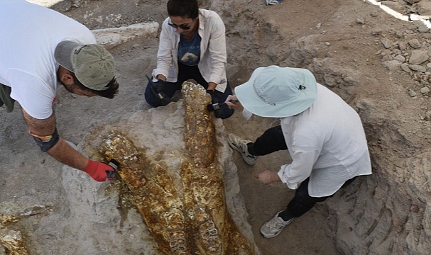 Boğazlıyan’a komşu Yamula Barajı’nda 7,7 milyon yıllık fil ve kılıç dişli kaplan fosili bulundu