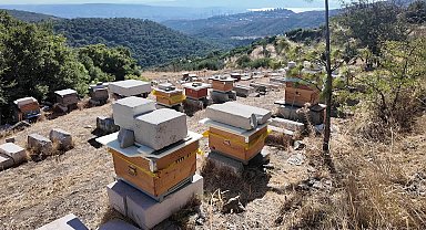 Bornova Belediyesi’nden arıcılığa tam destek
