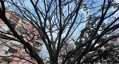 Bornova’da Tahtacı Türkmen kültürü tanıtıldı