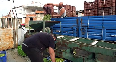 Burhaniye’de yeşil zeytin hasadı başladı, zeytin elekleri kuruldu