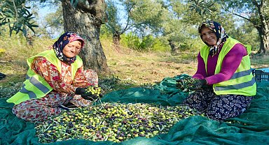 Burhaniye'de zeytin hasadı başladı