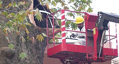 Bursa Büyükşehir Belediyesi'nden 346 yaşındaki çınar ağacının geleceğe taşınması için restorasyon çalışması