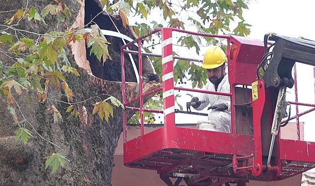 Bursa Büyükşehir Belediyesi'nden 346 yaşındaki çınar ağacının geleceğe taşınması için restorasyon çalışması