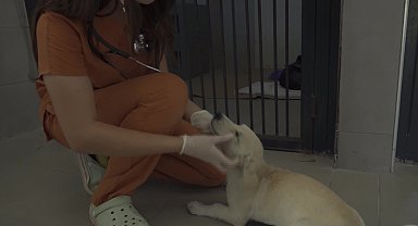 Bursa'da sokak hayvanlarına güvenli yuva