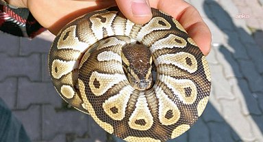 Cebinden yavru piton yılanı çıkan kişiye idari para cezası