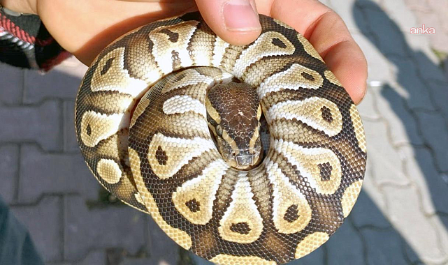 Cebinden yavru piton yılanı çıkan kişiye idari para cezası